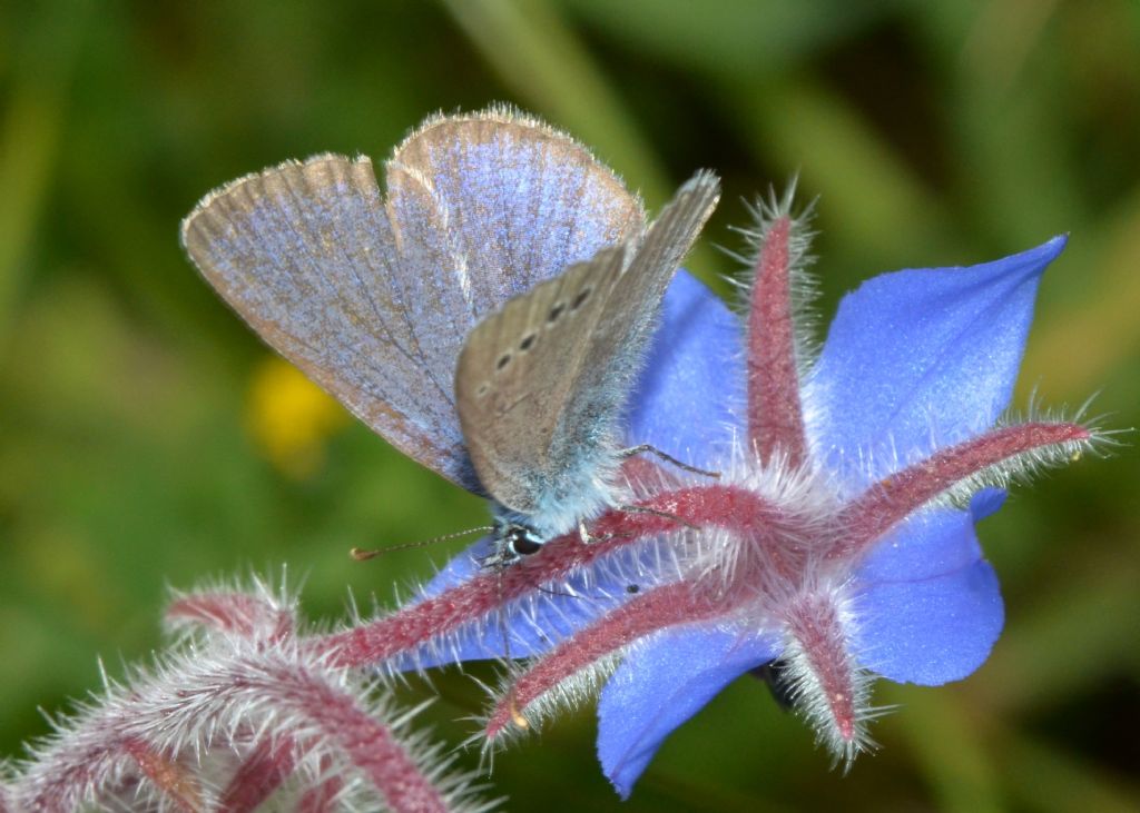 lepidottero da identificare: Cfr. Glaucopsyche alexis - Lycaenidae